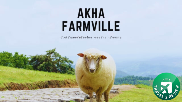 Akha Farmville ดอยช้าง ที่เที่ยวเชียงราย ฟาร์มแกะบนดอย